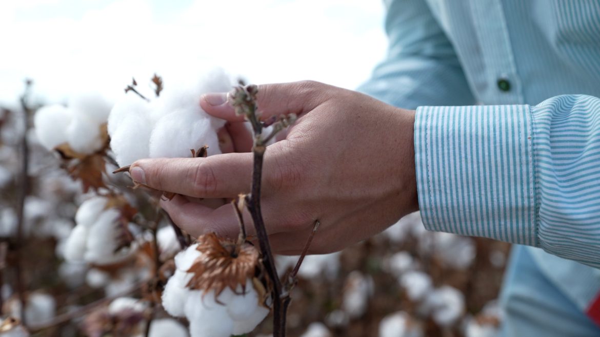 feira-agrorosario-reune-tecnologias-para-cultivo-de-algodao-no-oeste-da-bahia